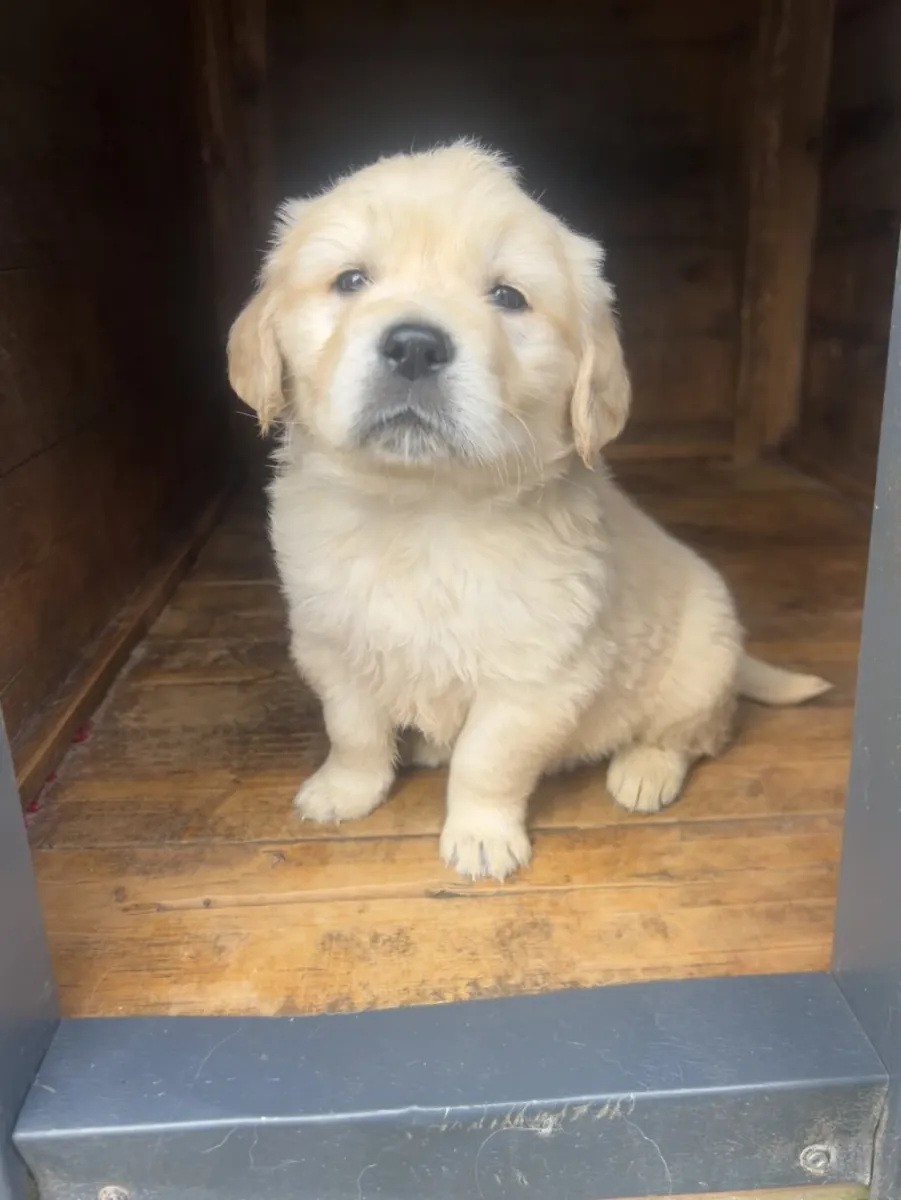 chiots golden retriever