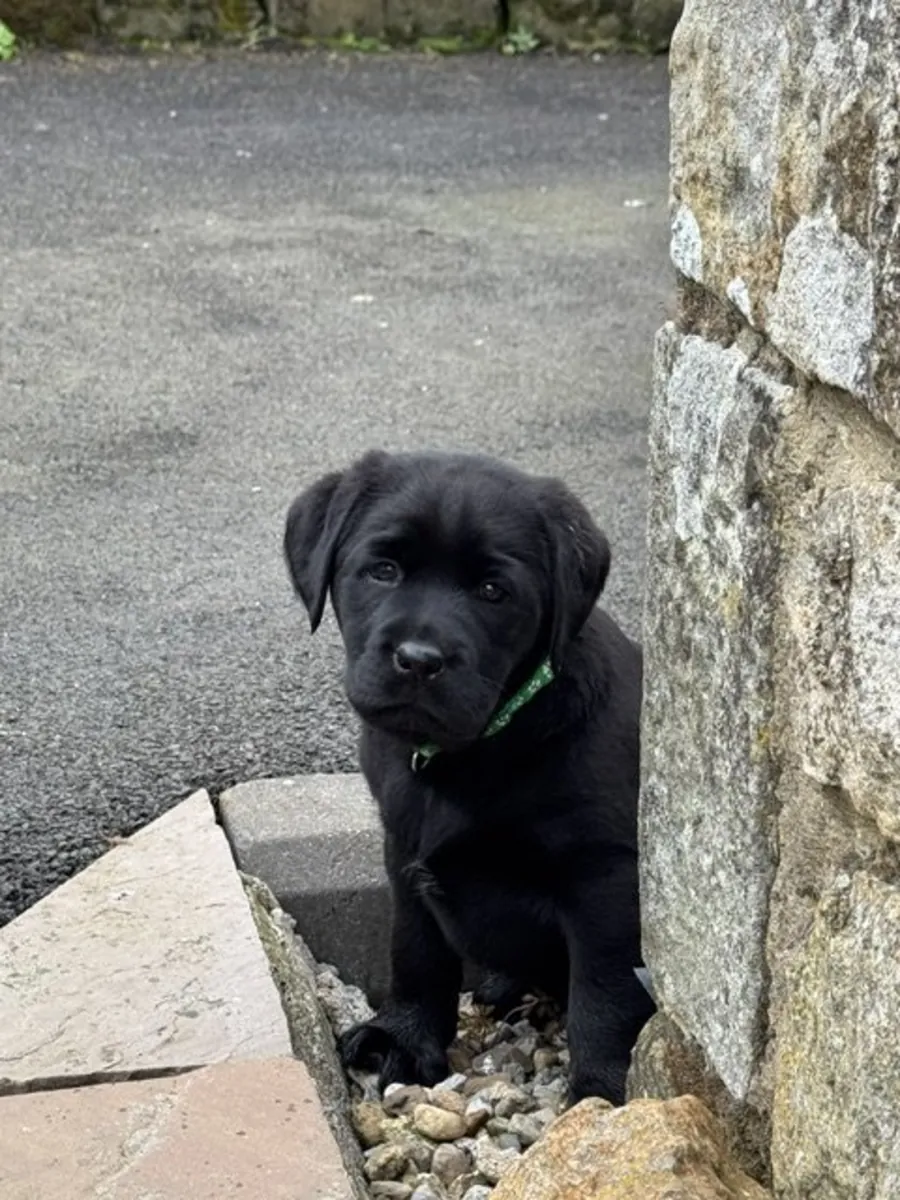 KC Reg Chunky Black Labrador Puppies