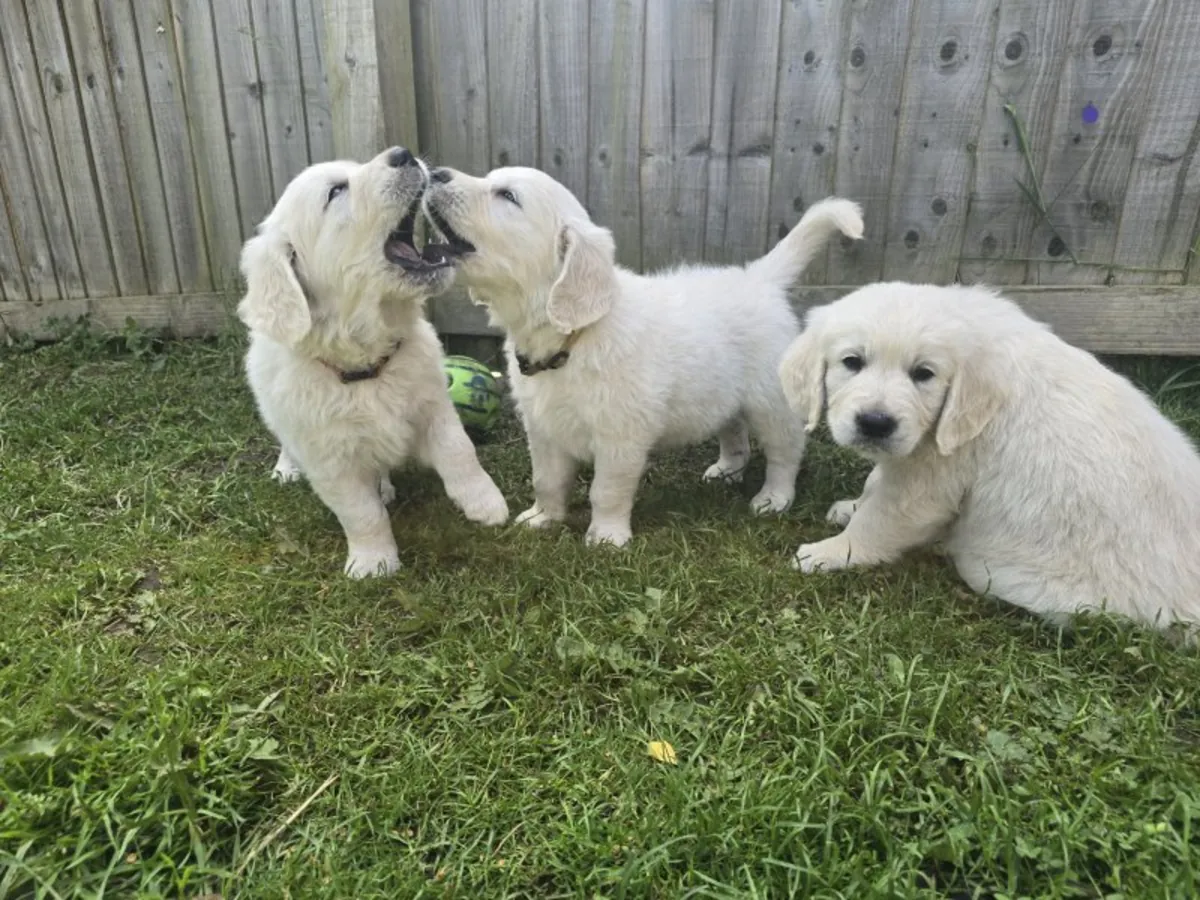 Chiots Golden Retriever