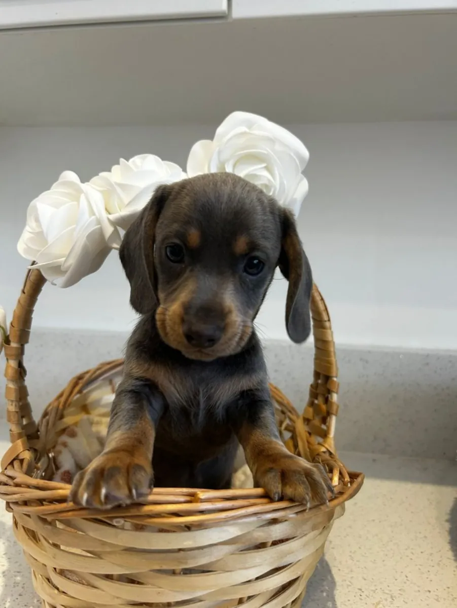 Only 2 left!!!stunning miniature dachshund pups