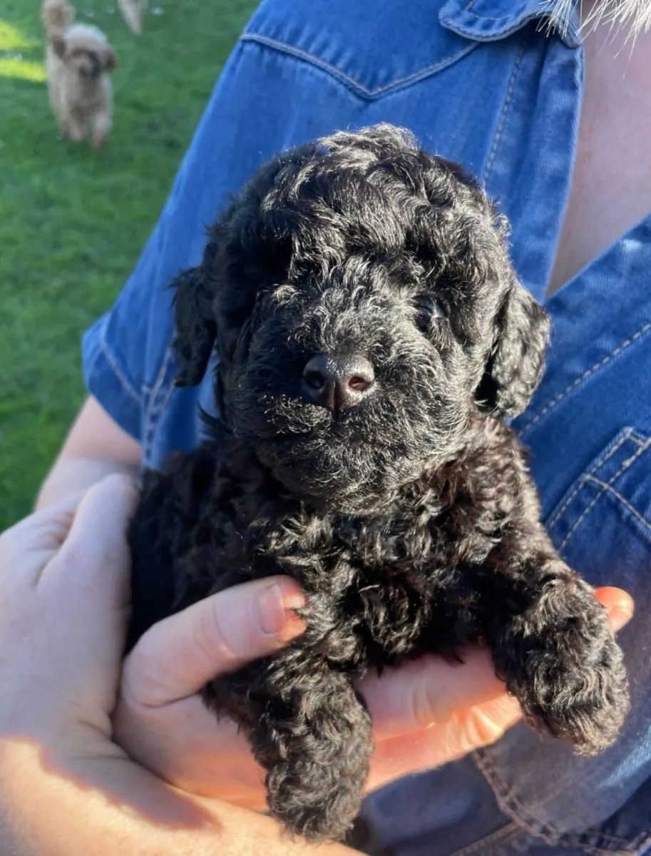 Registered toy poodles, 