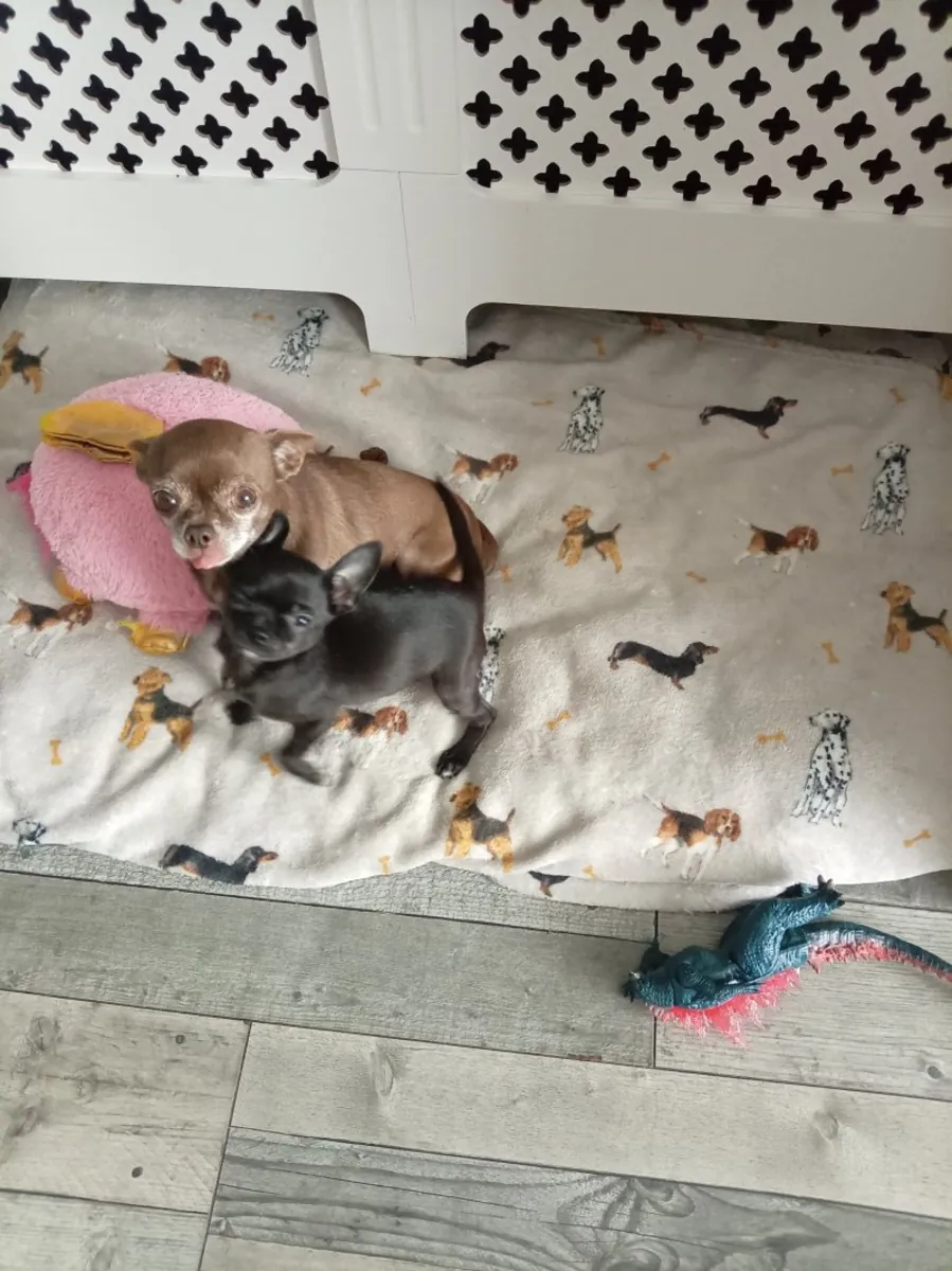 出售一只漂亮的黑白小吉娃娃犬。