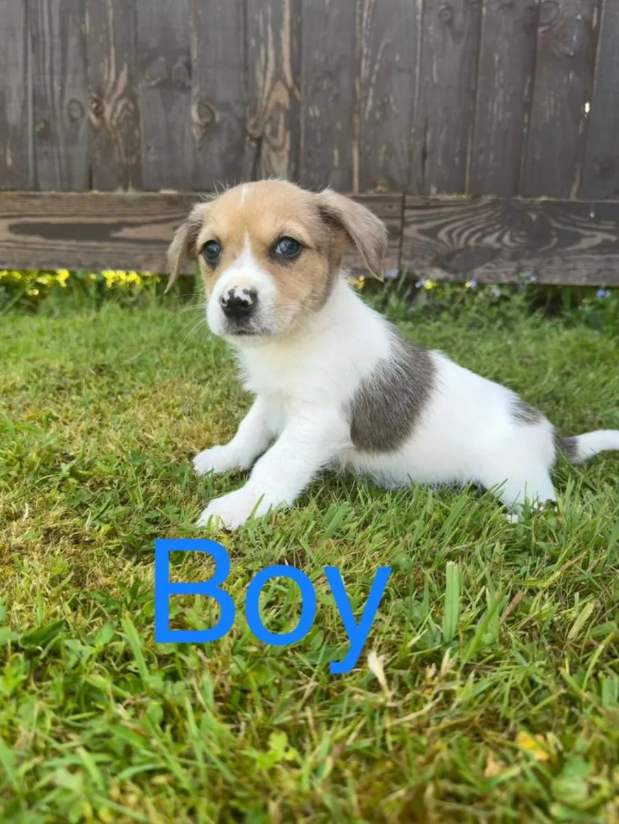 Jack Russell Puppies
