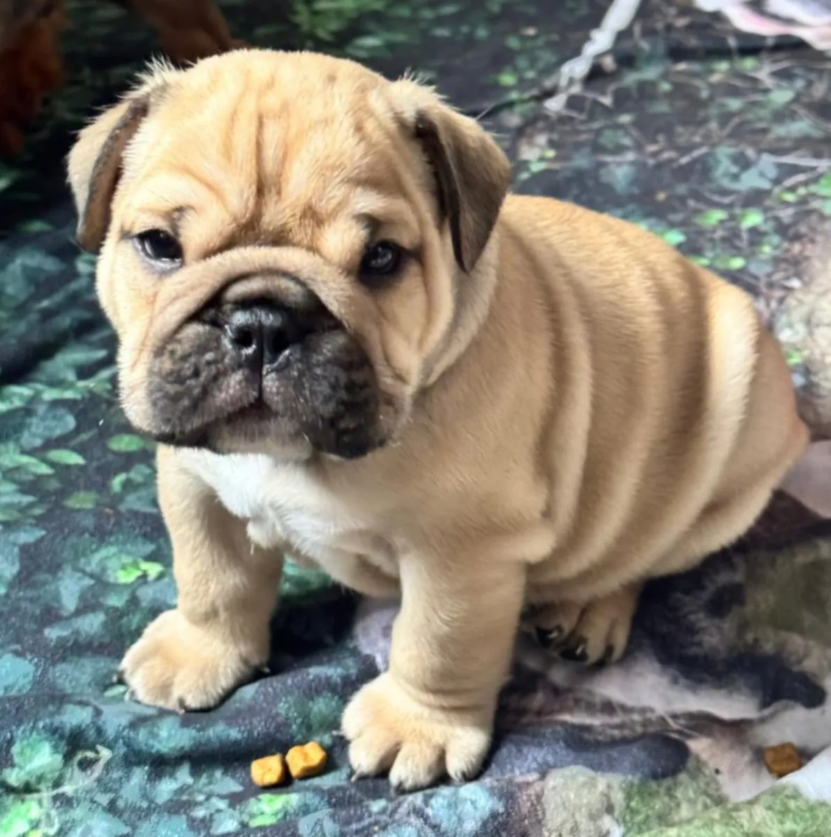 KC注册的英国斗牛犬幼犬
