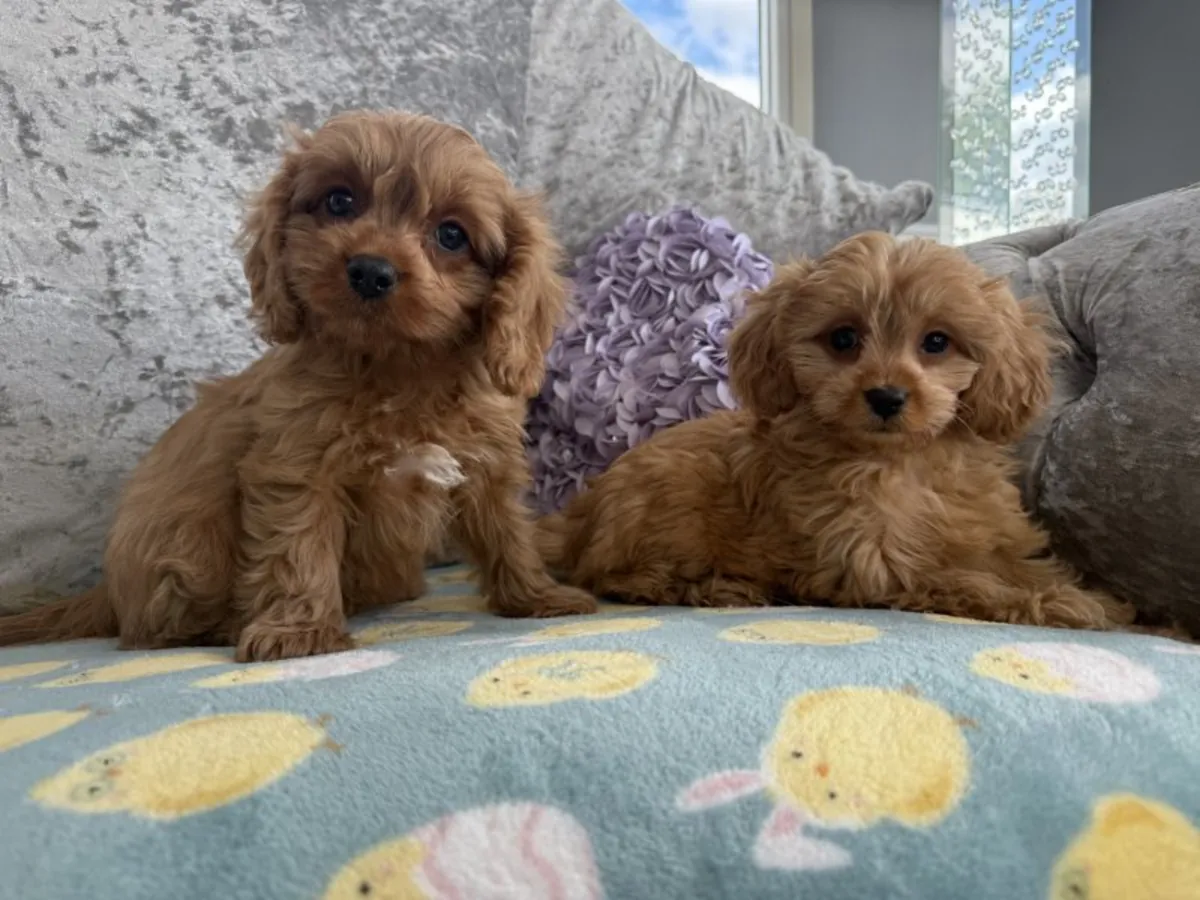 DNA clear cavapoo puppues