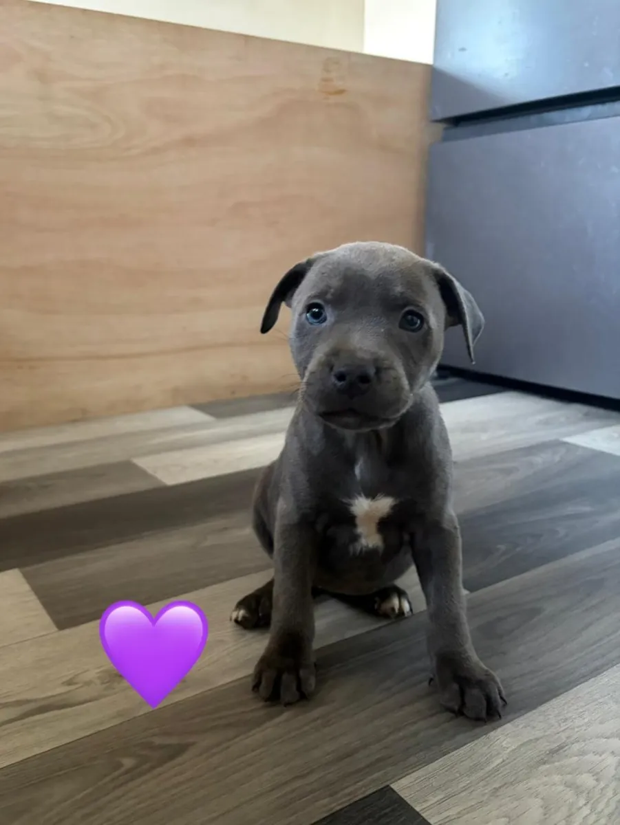 chiots Staffordshire bull terrier bleus