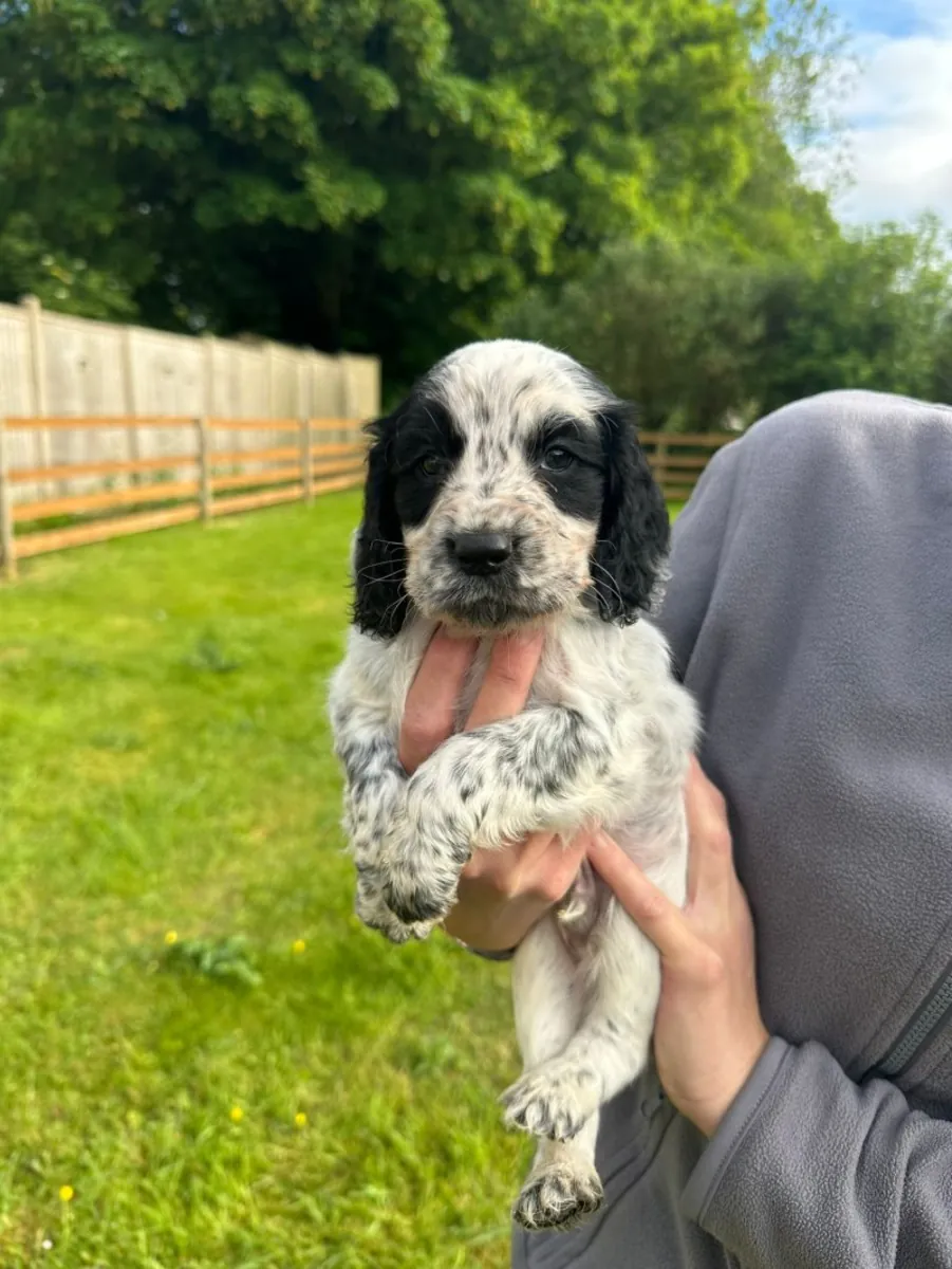 Working cocker spaniel puppies