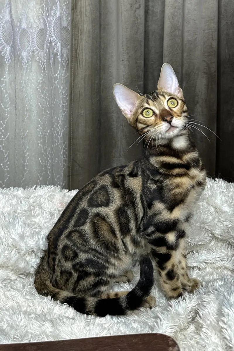 Ev Ortamında Büyümüş Bengal Kedime Çiftleşme İlanı