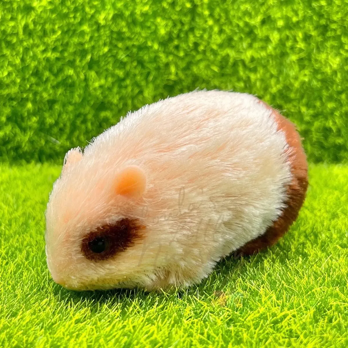 两岁大的叙利亚仓鼠“帕菲”走失——如有发现请告知