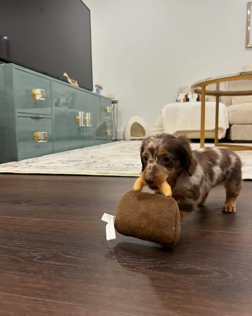 Home Riased Adorable Doxies