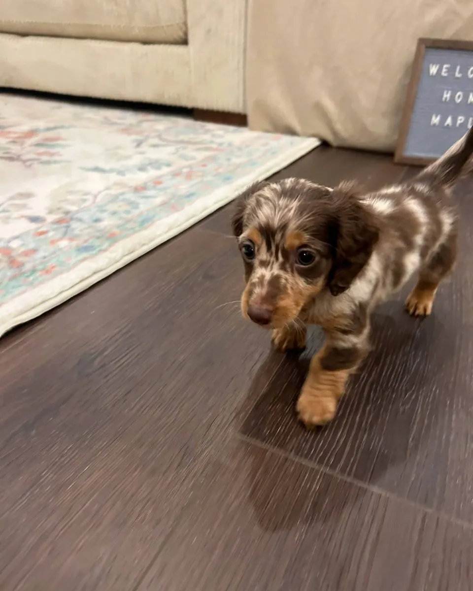 Home Riased Adorable Doxies