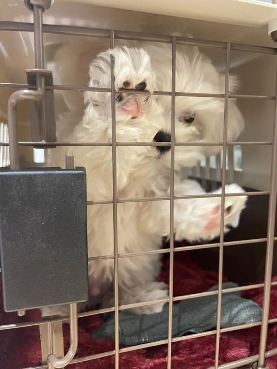 Adorables bichons maltais