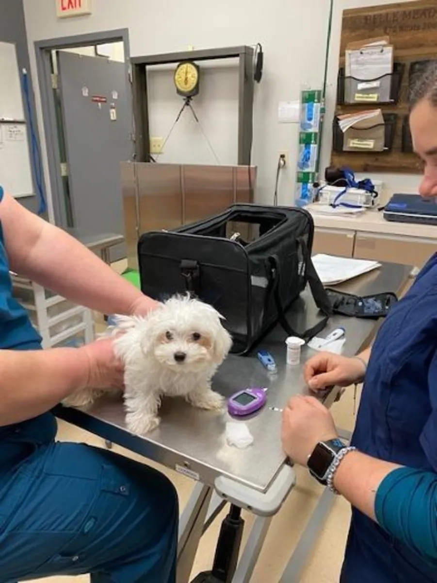 Adorables bichons maltais