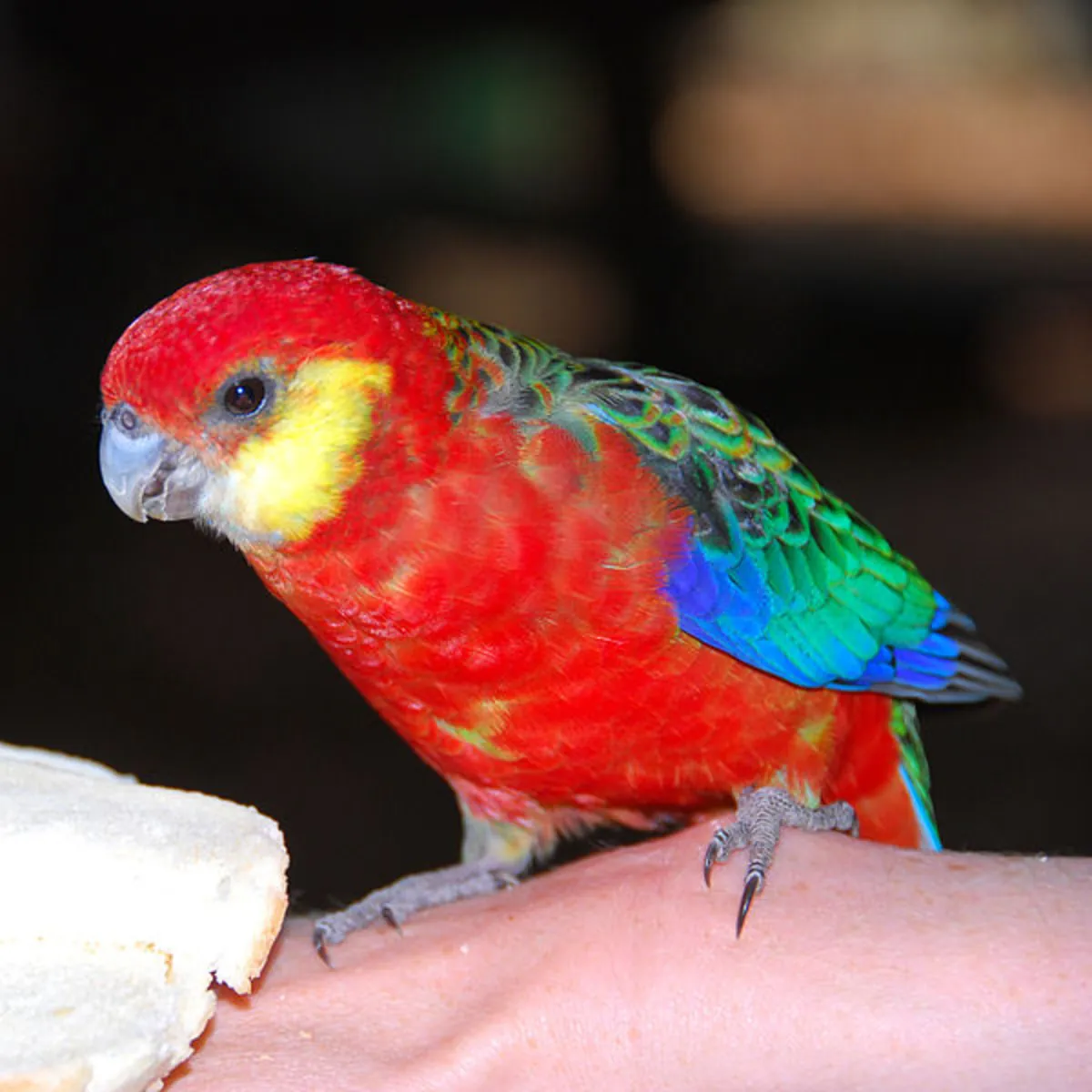 OISEAU PERDU – ROSSELLA