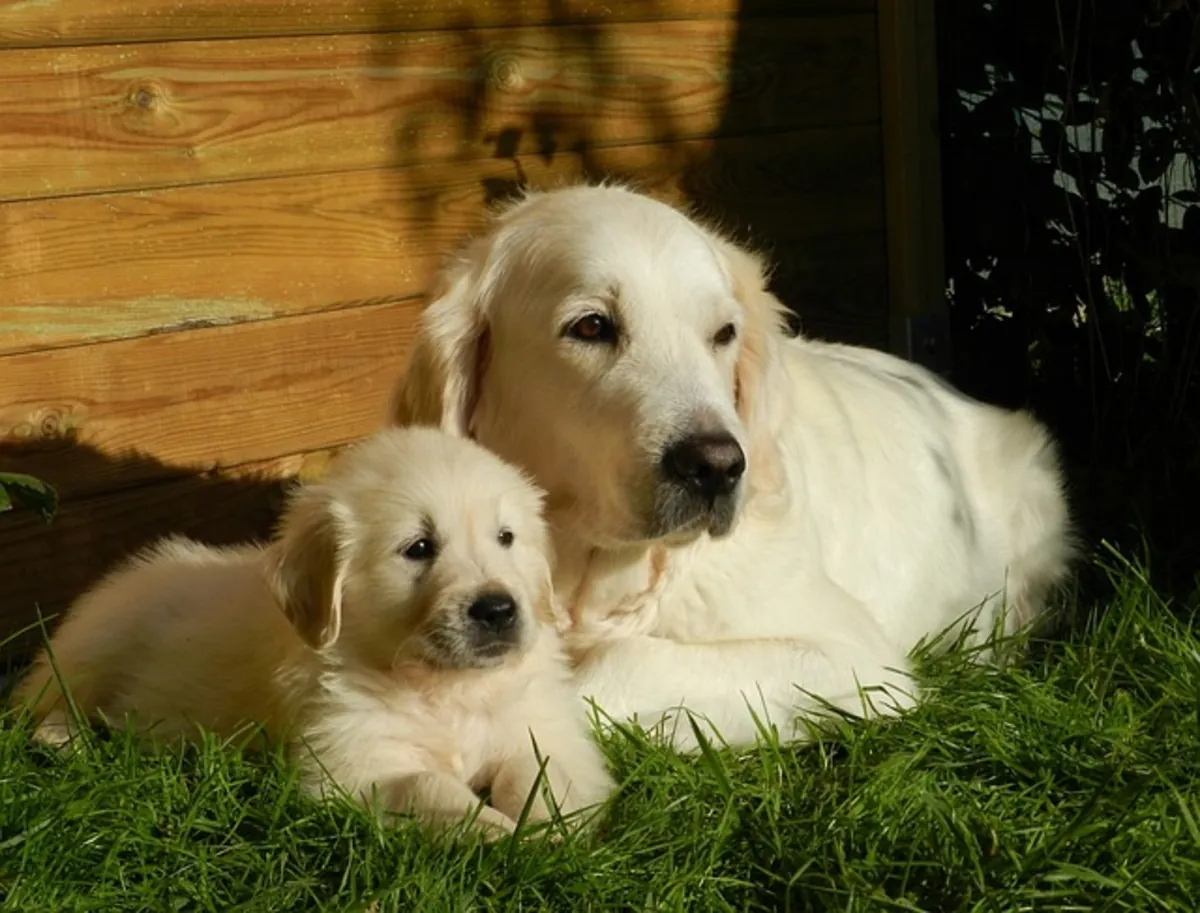 Guía de cuidados del Golden Retriever: desde cachorro hasta la vejez