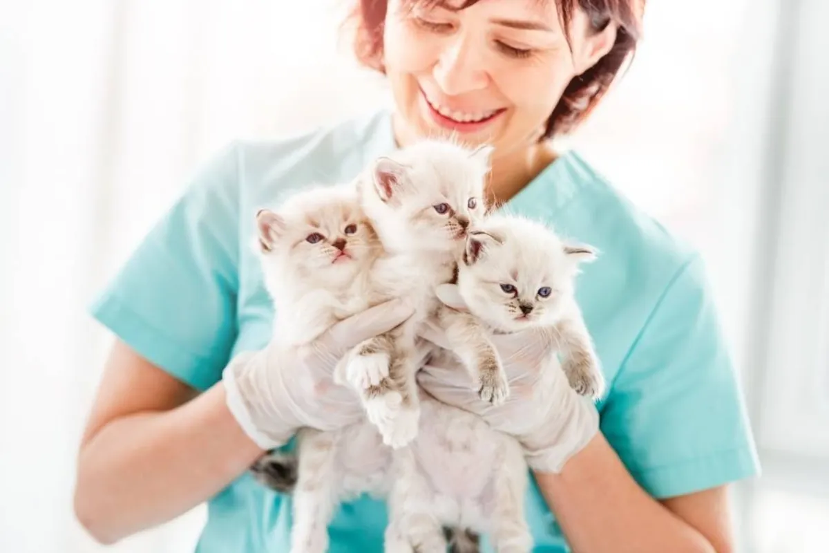 Guía completa para el cuidado de gatos desde la infancia hasta la vejez