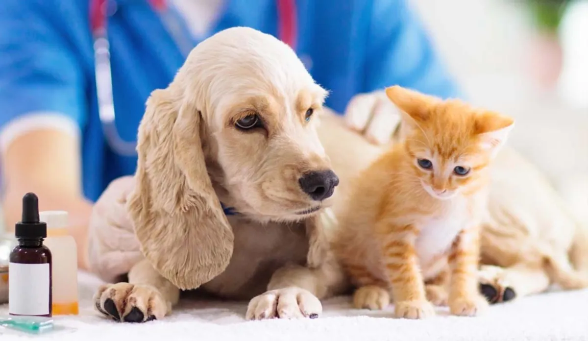 Guía general de salud para mascotas: una guía de salud para todas las mascotas