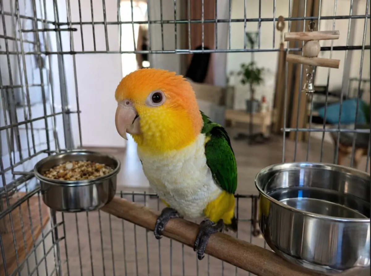 Baby Parrot