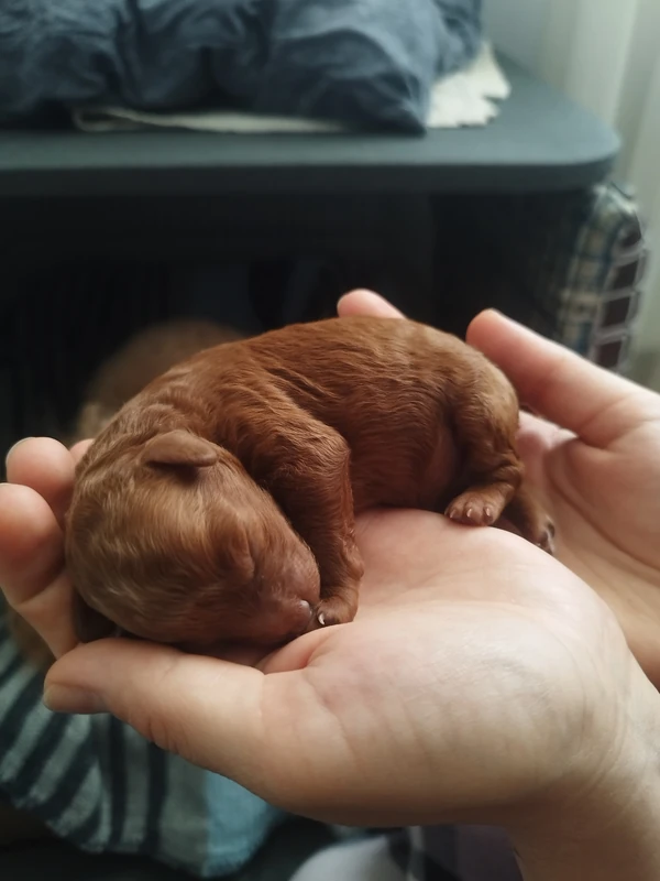 Toy poodle