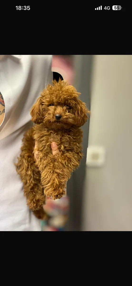 Safkan poodle en küçüğü