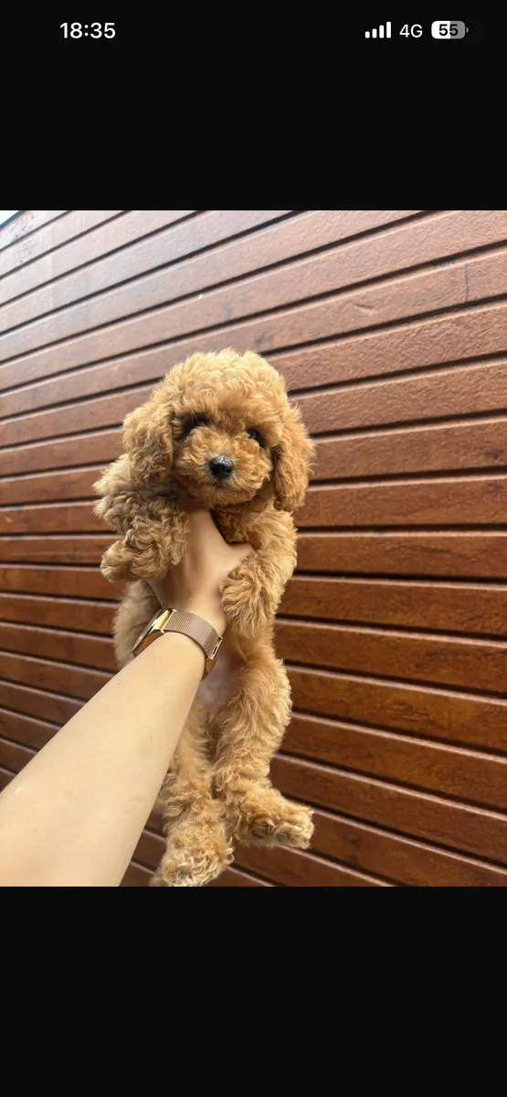 Safkan poodle en küçüğü