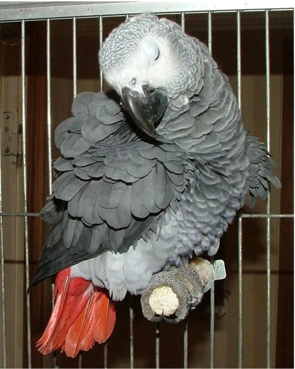 African Grey Parrot for Sale That Can Talk | Very Affectionate | Video Viewing Available