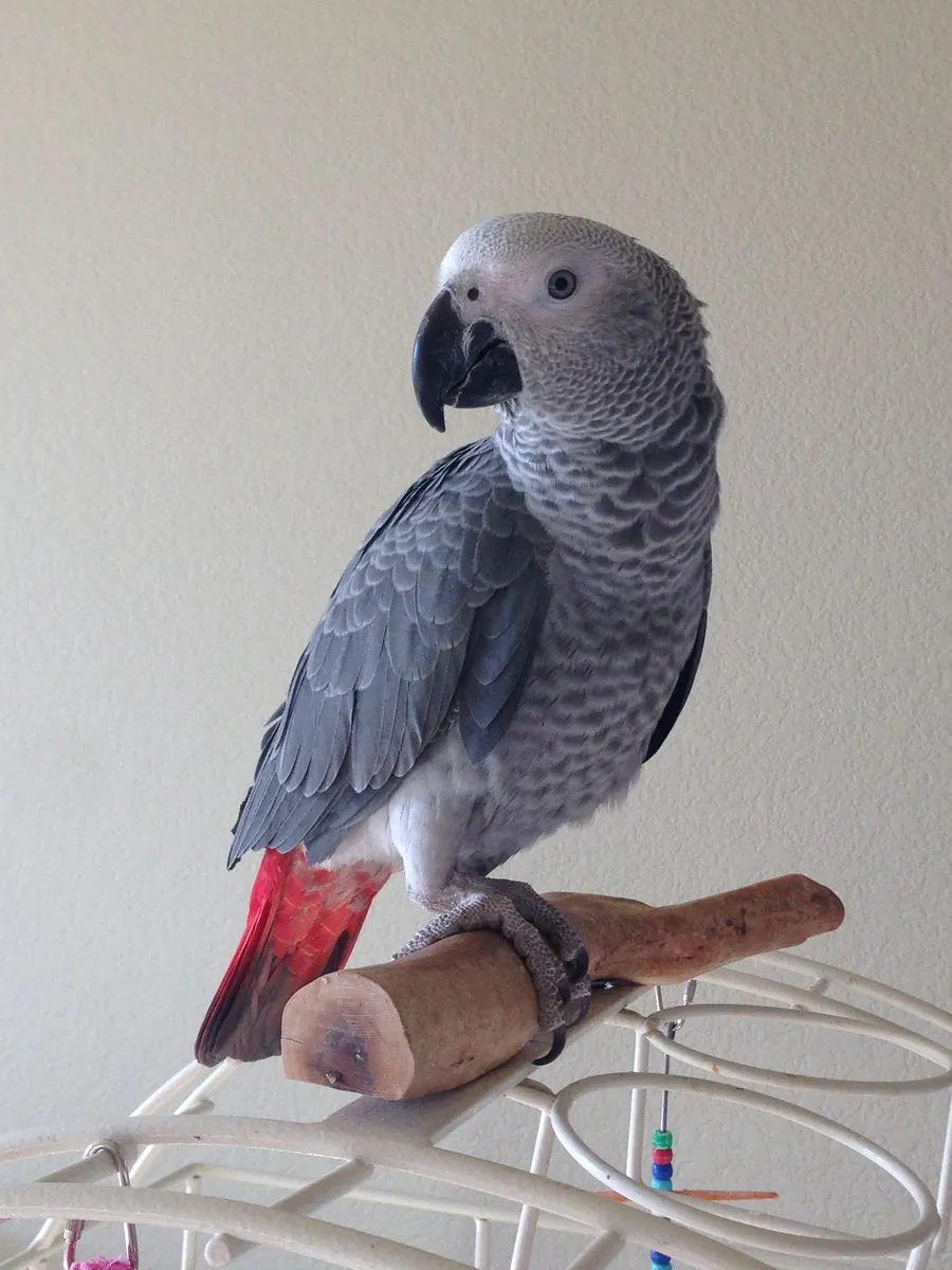 African Grey Parrot for Sale That Can Talk | Very Affectionate | Video Viewing Available