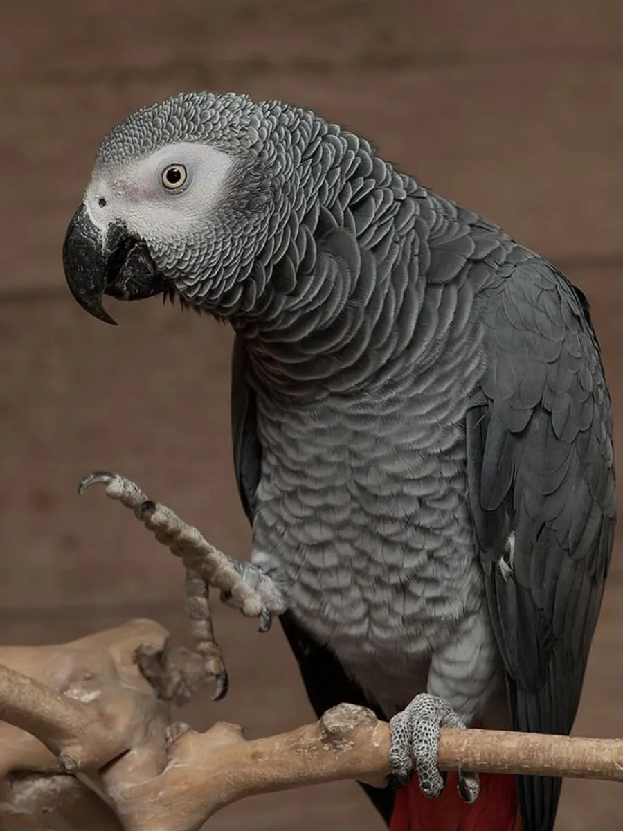 African Grey Parrot for Sale That Can Talk | Very Affectionate | Video Viewing Available
