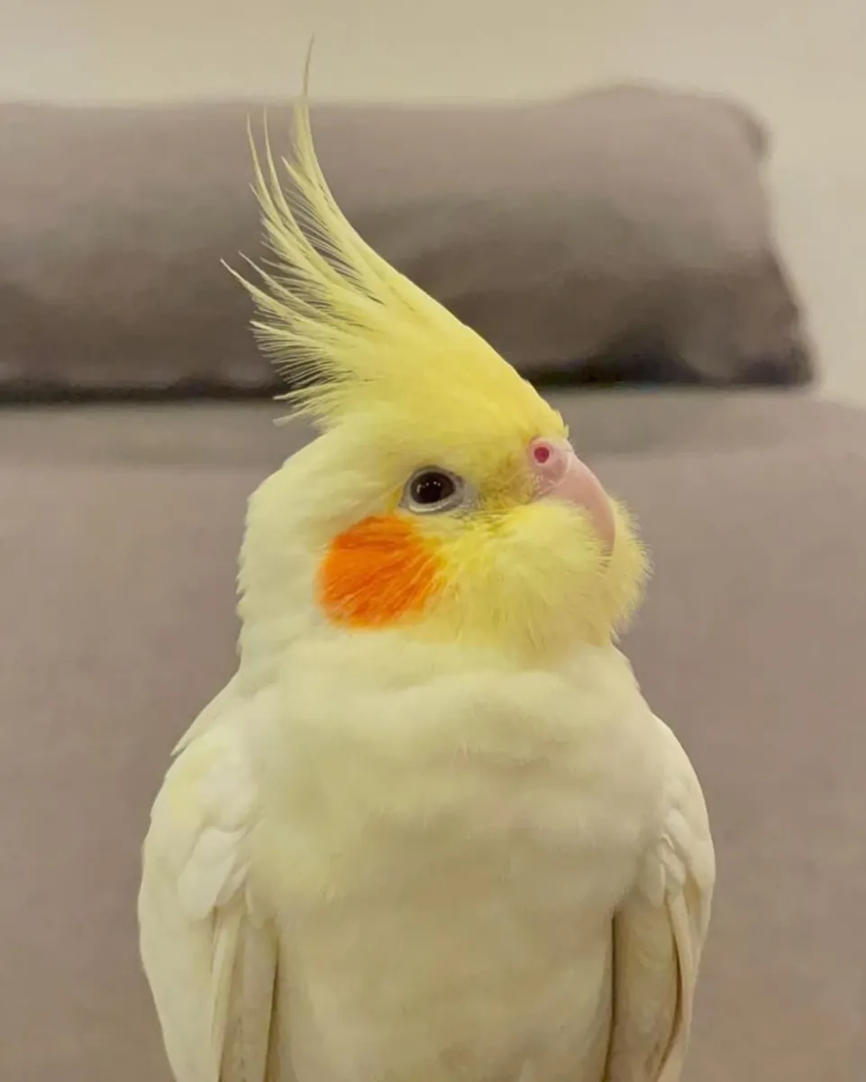 Cockatiel for free adoption | Gentle temperament | Likes to perch on shoulders