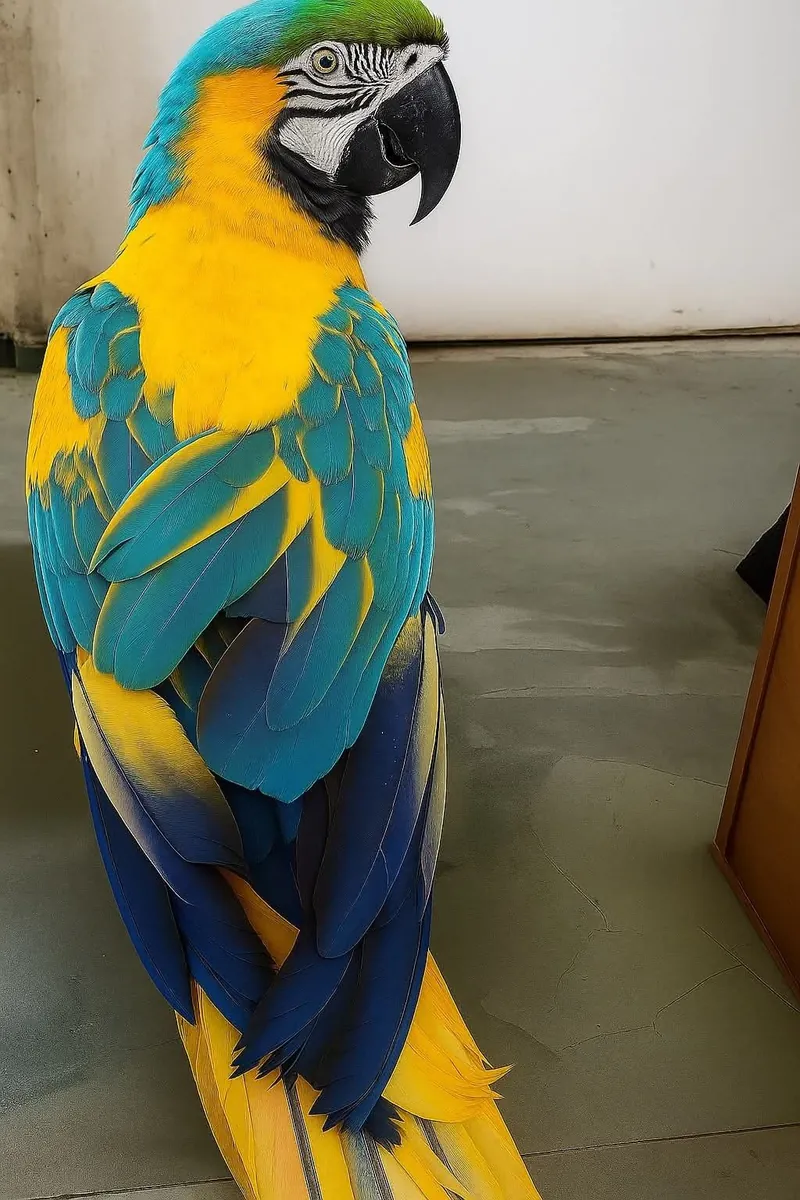 Lost Blue-and-Golden Macaw | Large Size | Please Contact Us Immediately If Sighted | Urgent