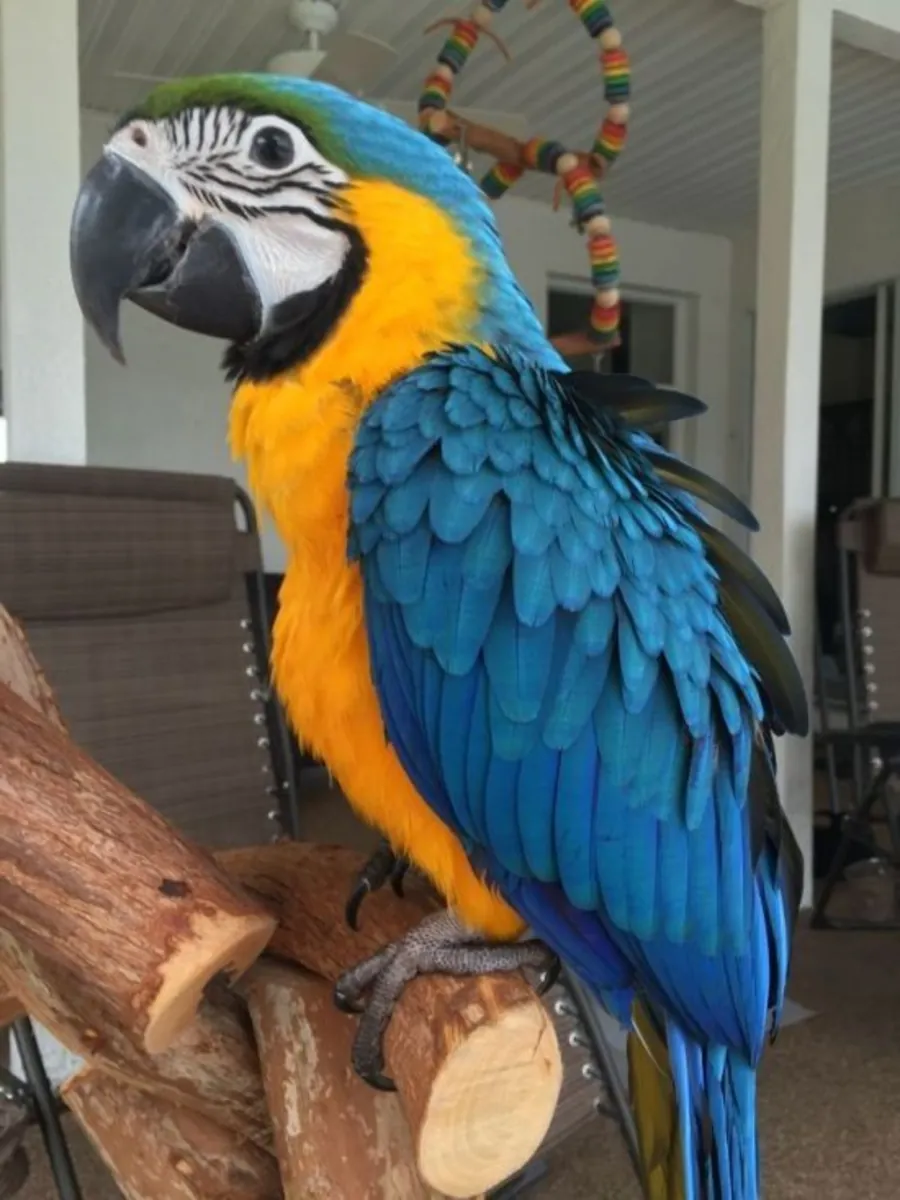 Lost Blue-and-Golden Macaw | Large Size | Please Contact Us Immediately If Sighted | Urgent