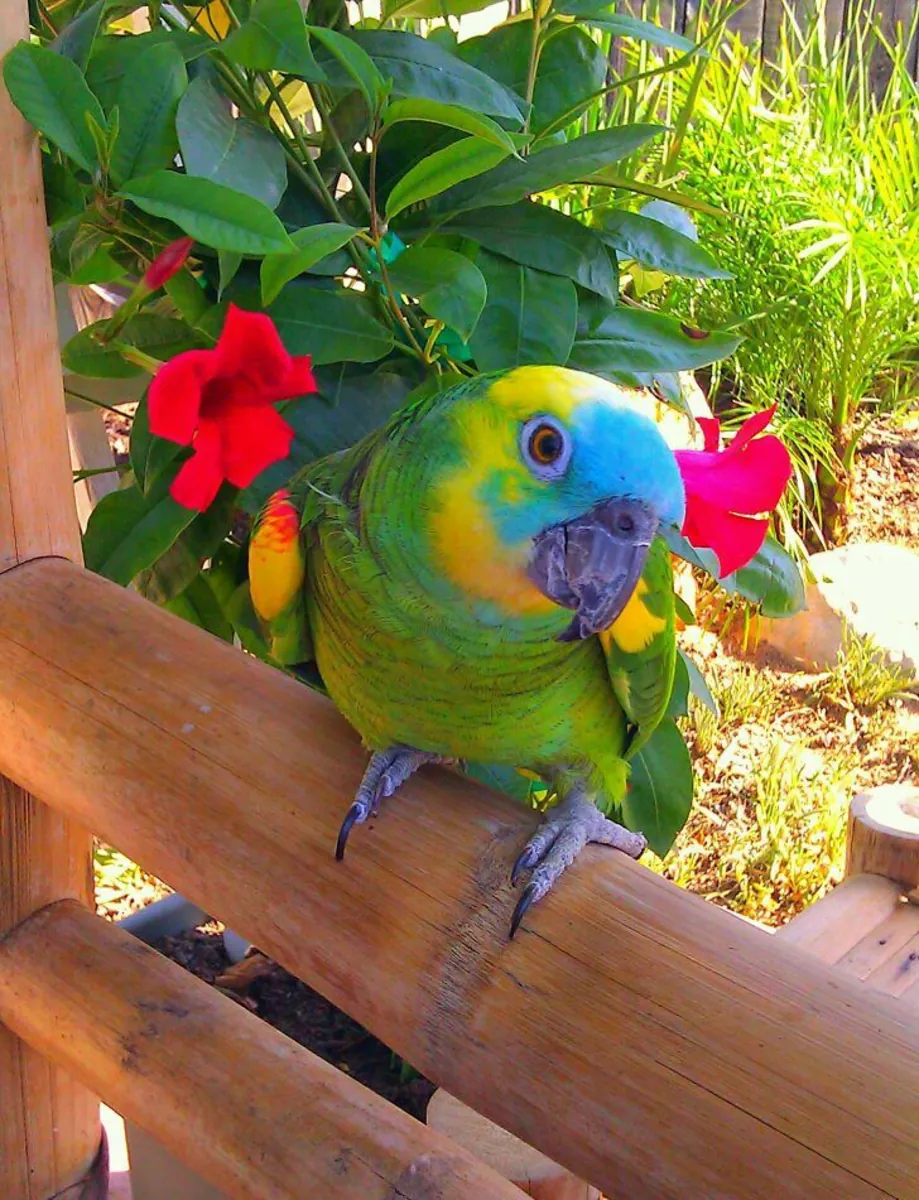 Amazon parrot pairing | Stable temperament | Healthy and mature | Looking for a suitable mate