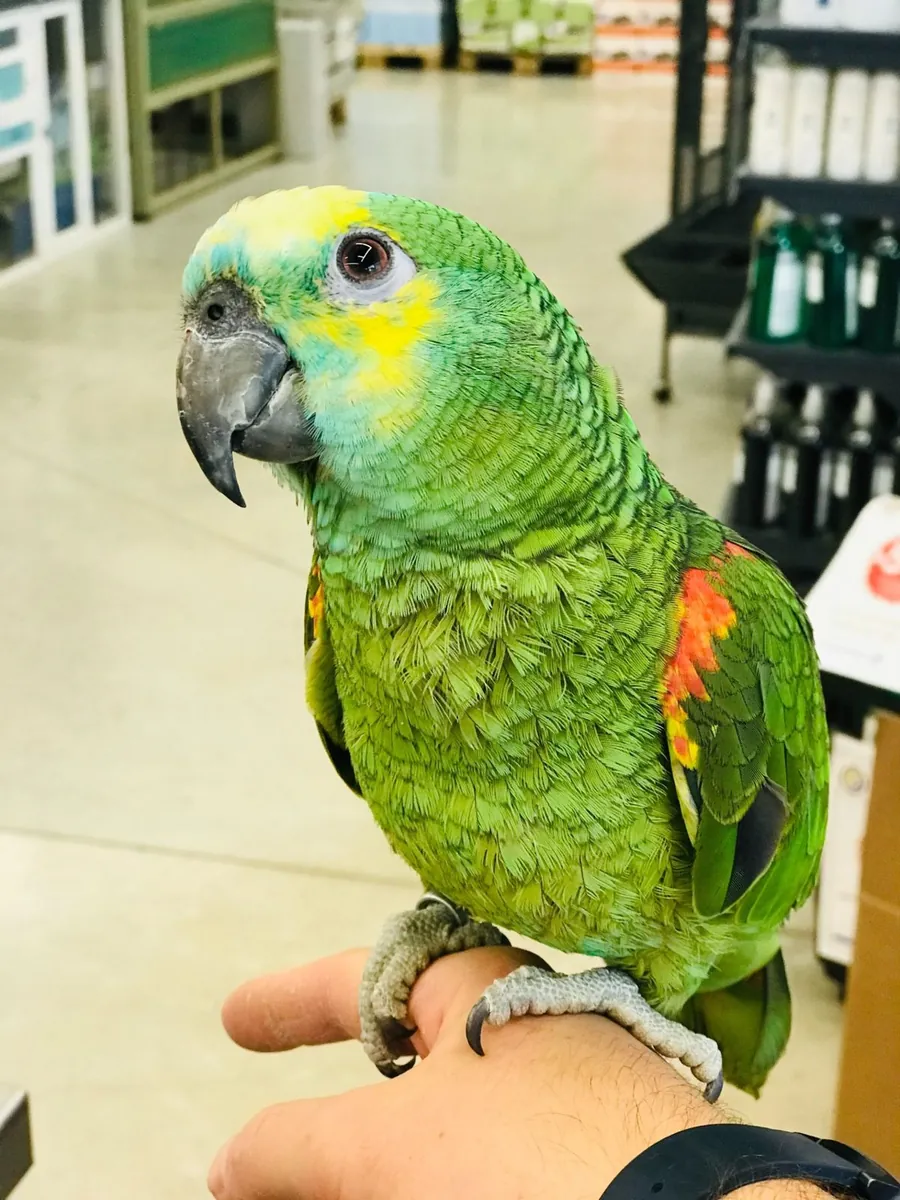Amazon parrot pairing | Stable temperament | Healthy and mature | Looking for a suitable mate