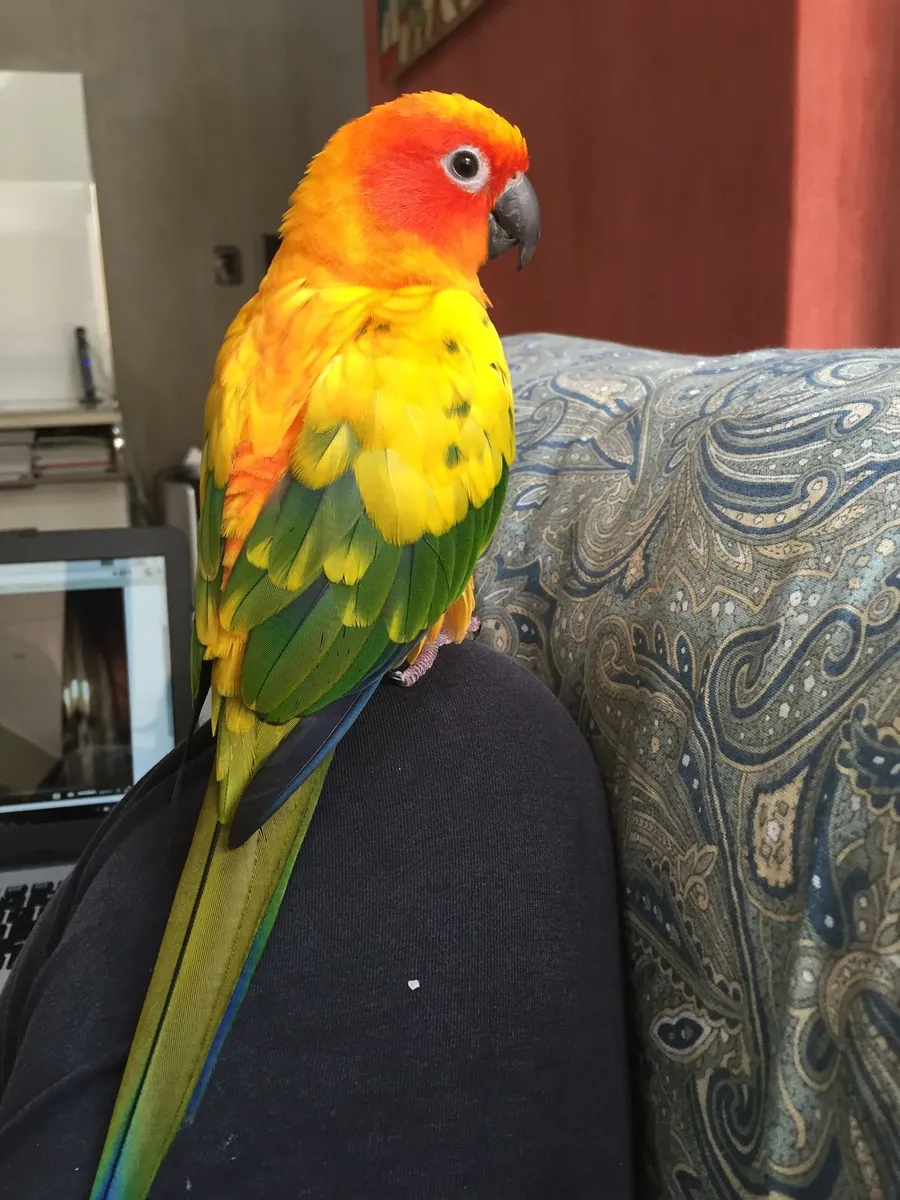 Green-cheeked conure for sale | Lively and affectionate personality | Hand-raised | Video viewing available