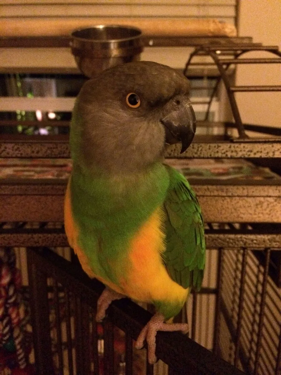 Jardine’s Parrot for Sale | Calm Temperament | Home Raised