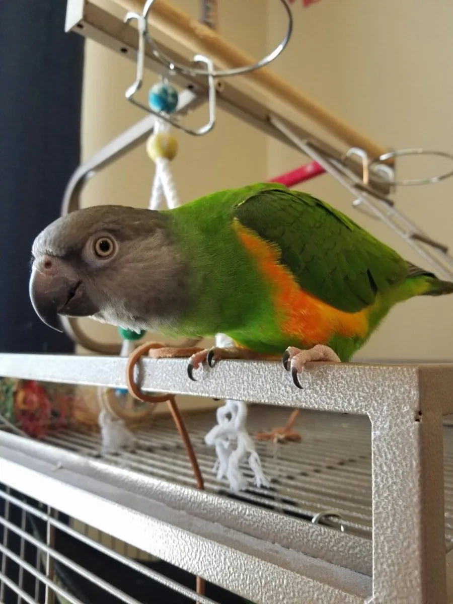 Jardine’s Parrot for Sale | Calm Temperament | Home Raised