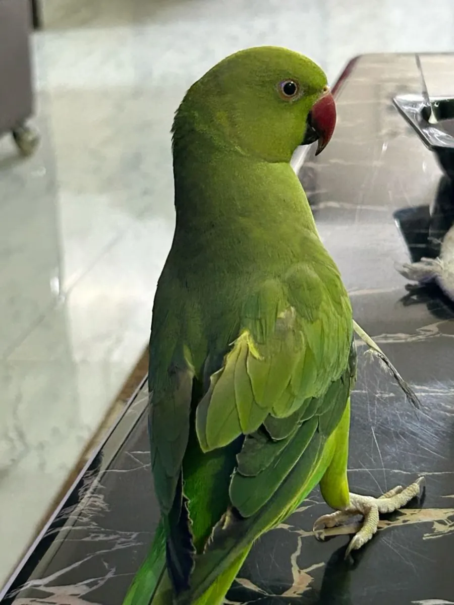 Lost Ringneck Parakeet | Green with Blue Ring | Please Help