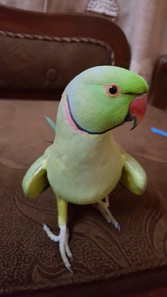 Lost Ringneck Parakeet | Green with Blue Ring | Please Help