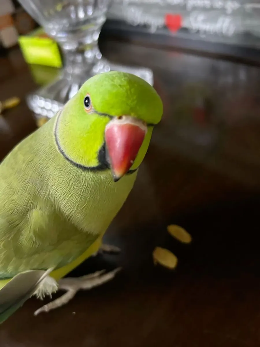 Lost Ringneck Parakeet | Green with Blue Ring | Please Help