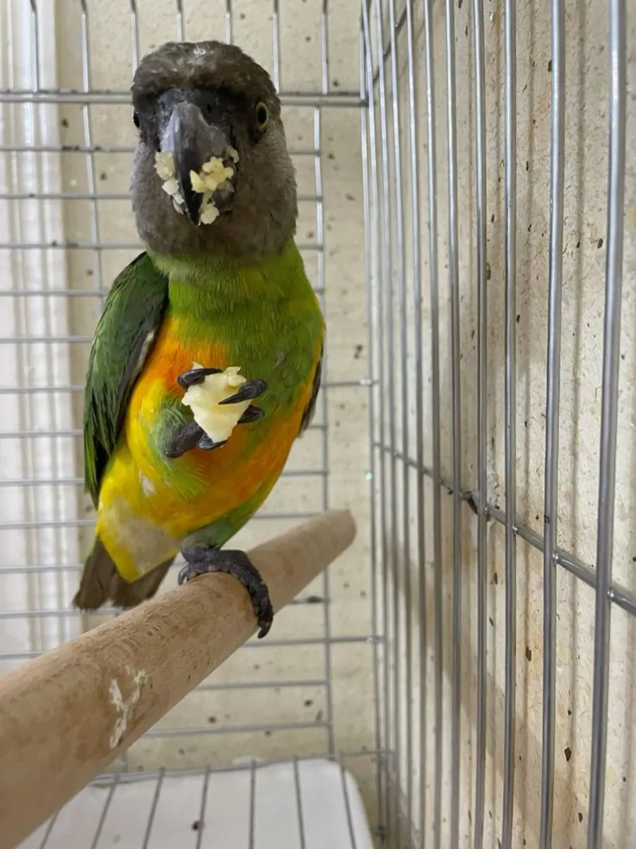 Cape Parrot for Mating | Mature and Healthy | Responsible Owners Only