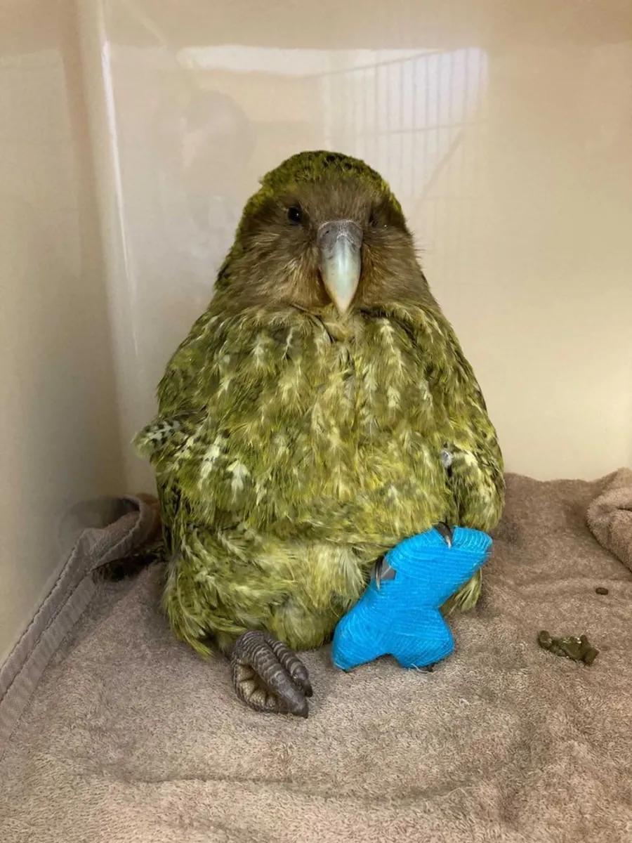 Rescue Bird Seeking Calm Home | Free Adoption | Patient Owner Needed
