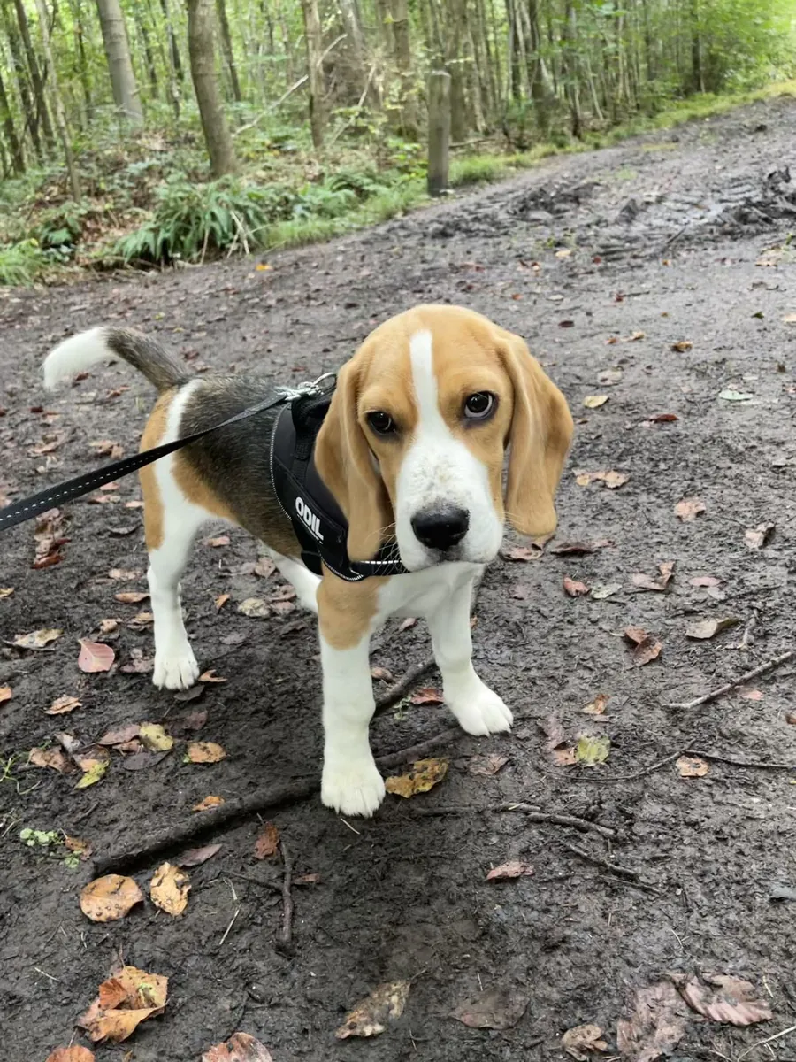 Бигль ищет новый дом | Бесплатное пристройство | Очень добрый пёс