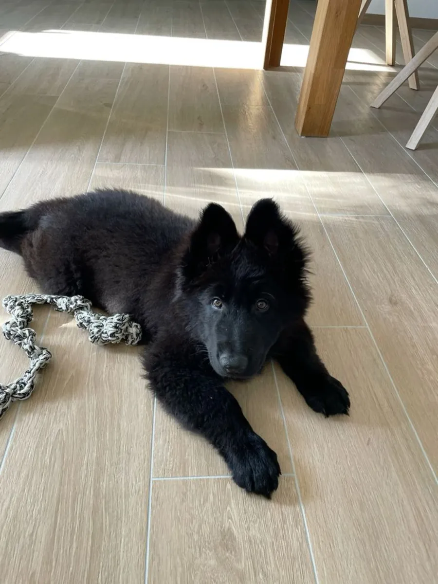 Lost German Shepherd | Responds to Name | Help Needed