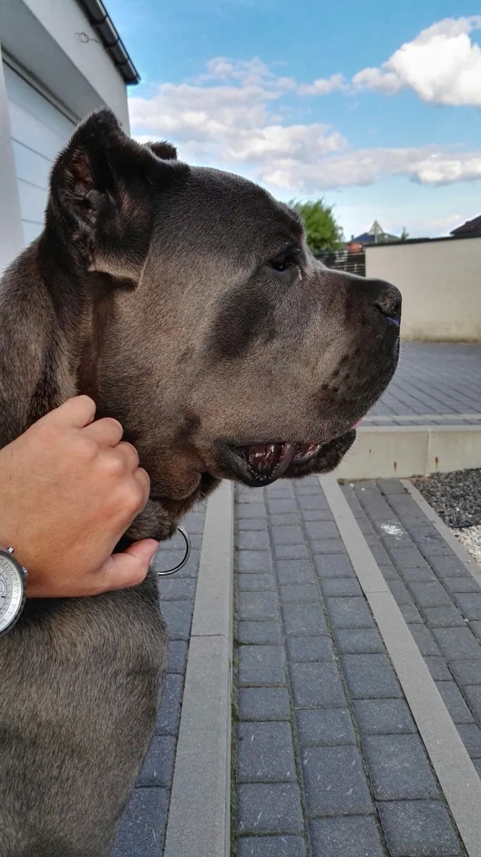 Кане-корсо для вязки | Крепкий кобель | Уравновешенный характер