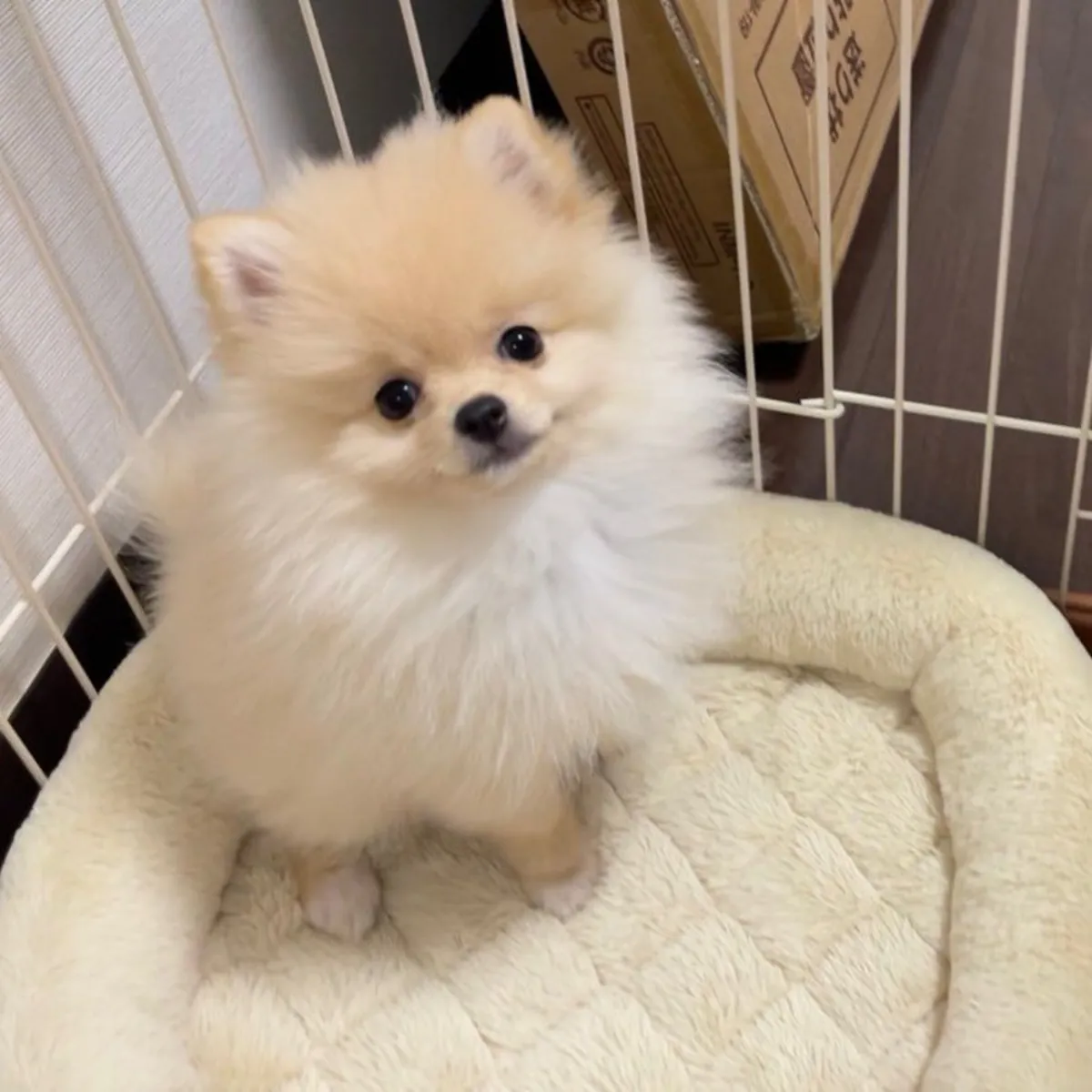 Померанский шпиц на продажу | Компактный, ласковый | Домашний любимец