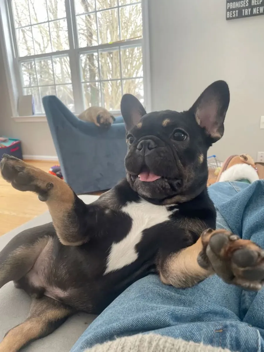 Satılık French Bulldog | Ev düzenine alışık, sakin karakter | Video ile gösterebilirim