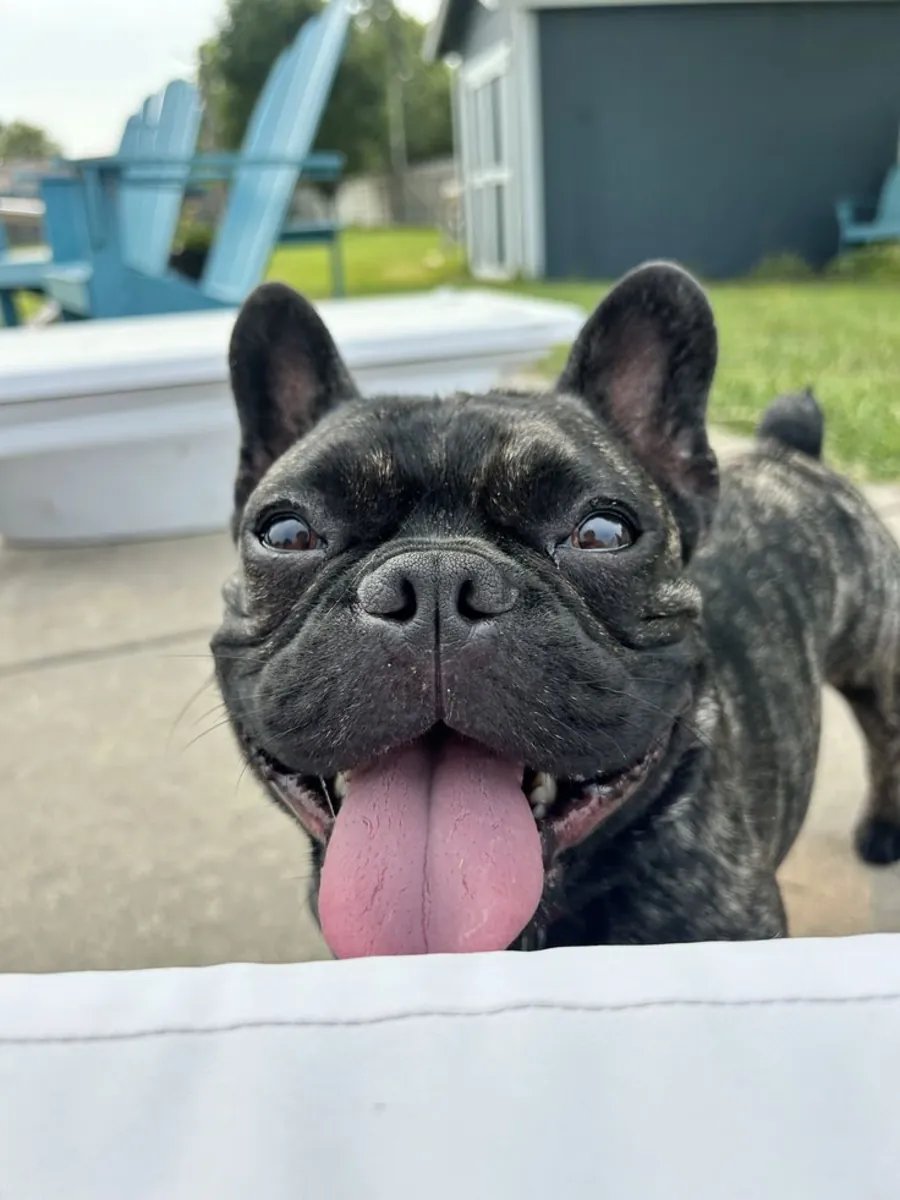 Satılık French Bulldog | Ev düzenine alışık, sakin karakter | Video ile gösterebilirim