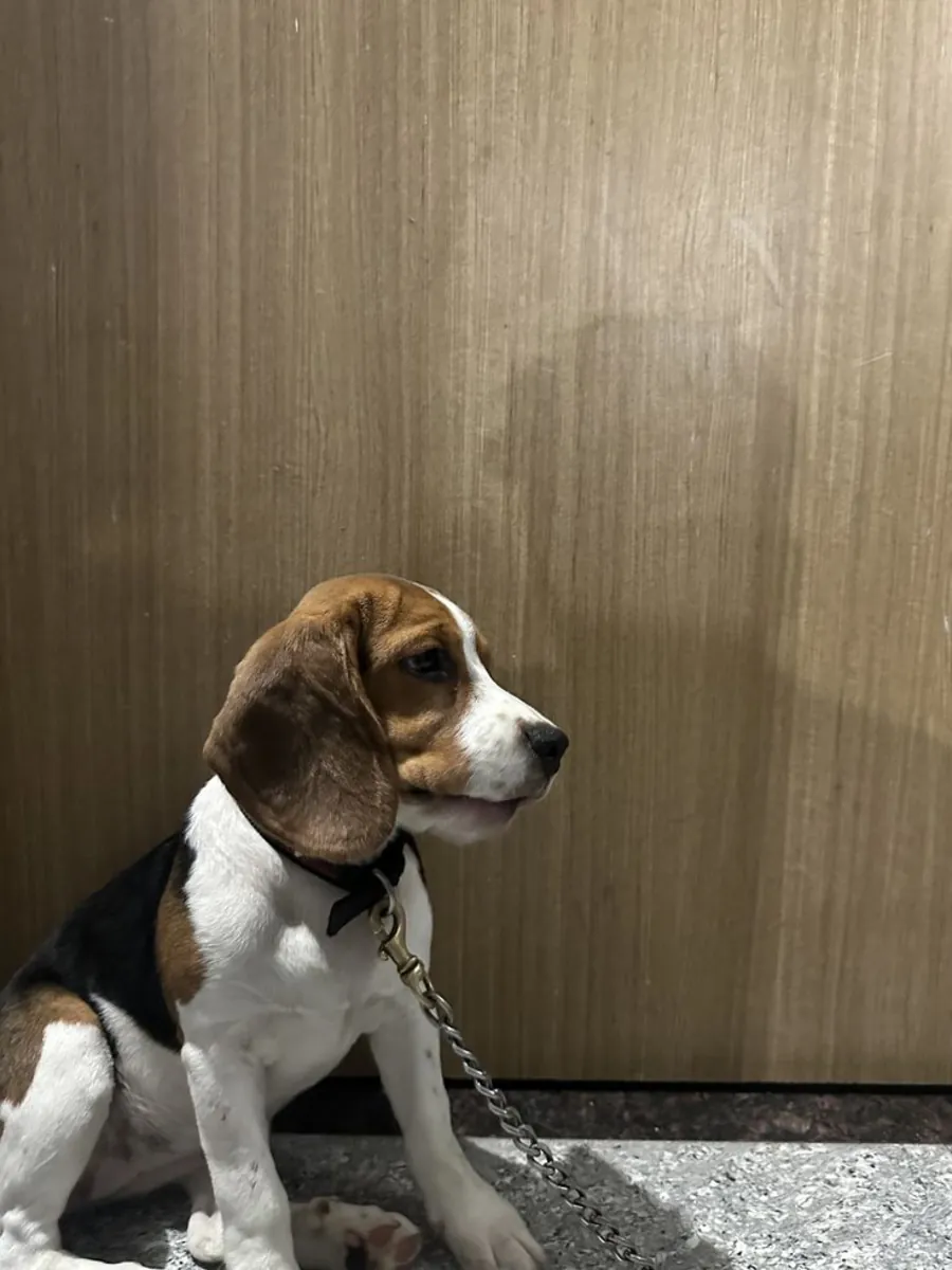 Ücretsiz sahiplendirme | Beagle, insan canlısı | Sorumluluk sahibi aile arıyorum