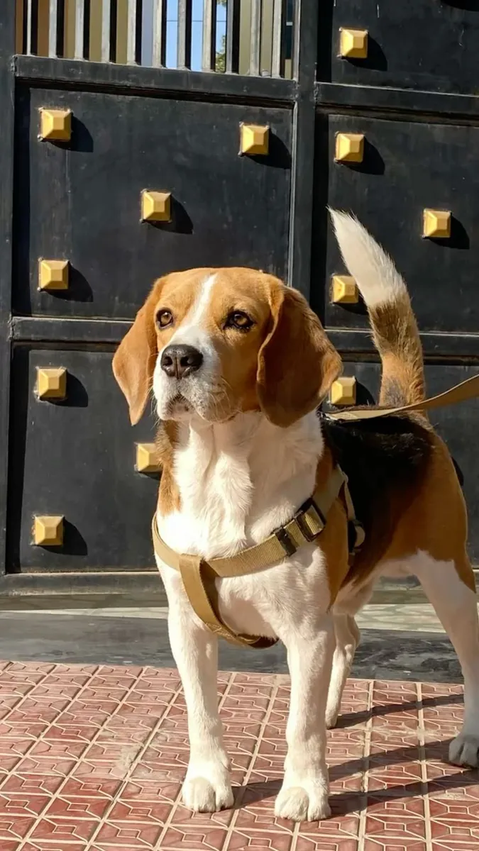 Ücretsiz sahiplendirme | Beagle, insan canlısı | Sorumluluk sahibi aile arıyorum