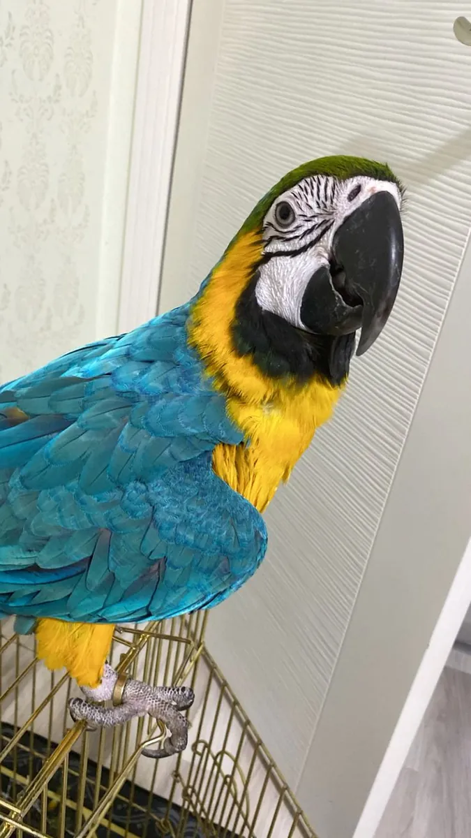KAYIP Mavi-Sarı Macaw | İri kuş | Gören yazsın lütfen (çok acil)